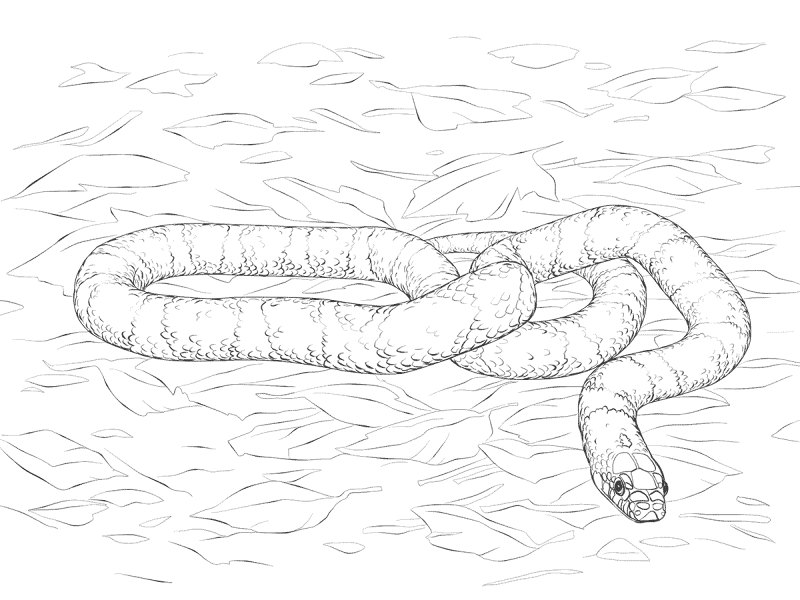 Desenho de Cobras para colorir e imprimir: número 17