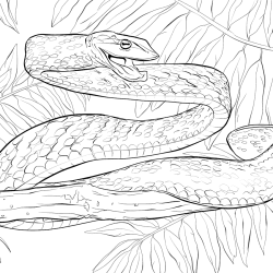 Desenho de Cobras para colorir e imprimir: número 23
