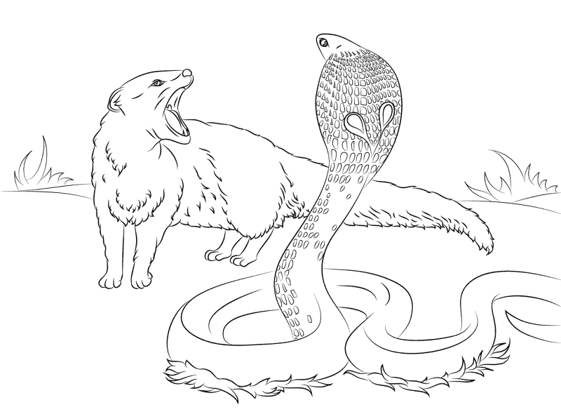 Desenho de Cobras para colorir e imprimir: número 26