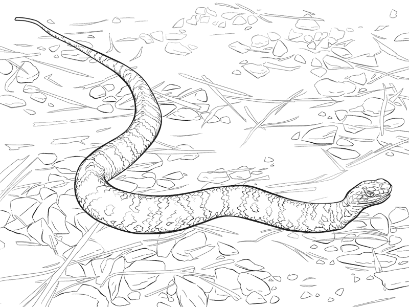 Desenho de Cobras para colorir e imprimir: número 28