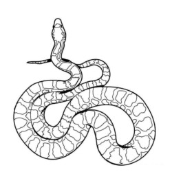 Desenho de Cobras para colorir e imprimir: número 35