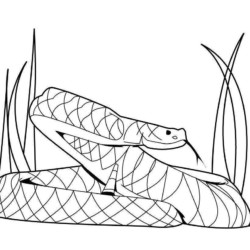 Desenho de Cobras para colorir e imprimir: número 37