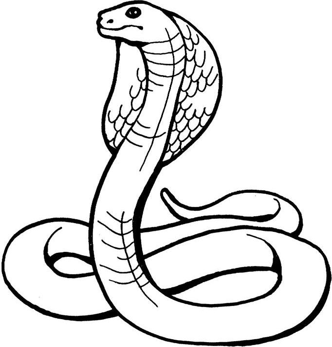 Desenho de Cobras para colorir e imprimir: número 40