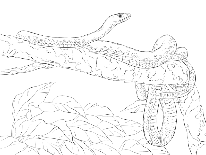 Desenho de Cobras para colorir e imprimir: número 45