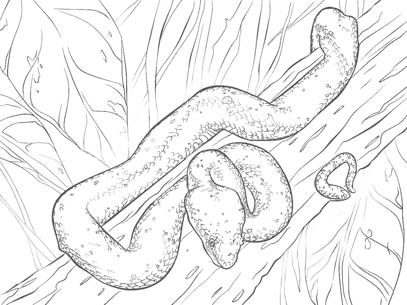 Desenho de Cobras para colorir e imprimir: número 46