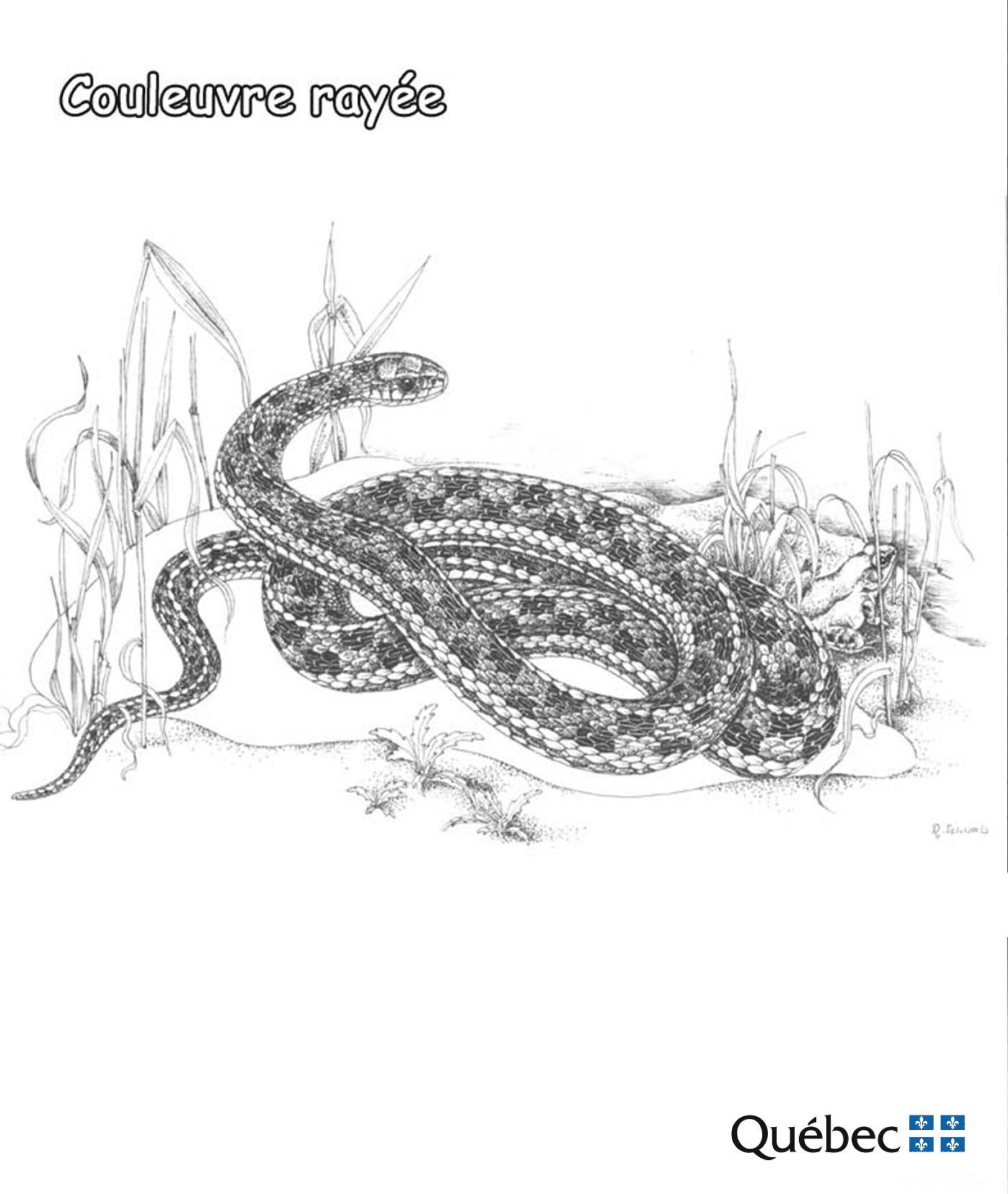 Desenho de Cobras para colorir e imprimir: número 47