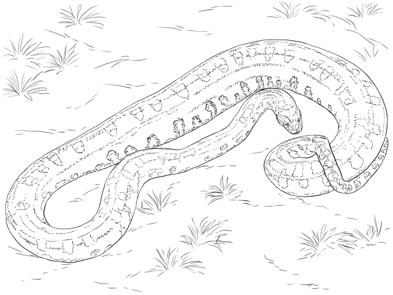 Desenho de Cobras para colorir