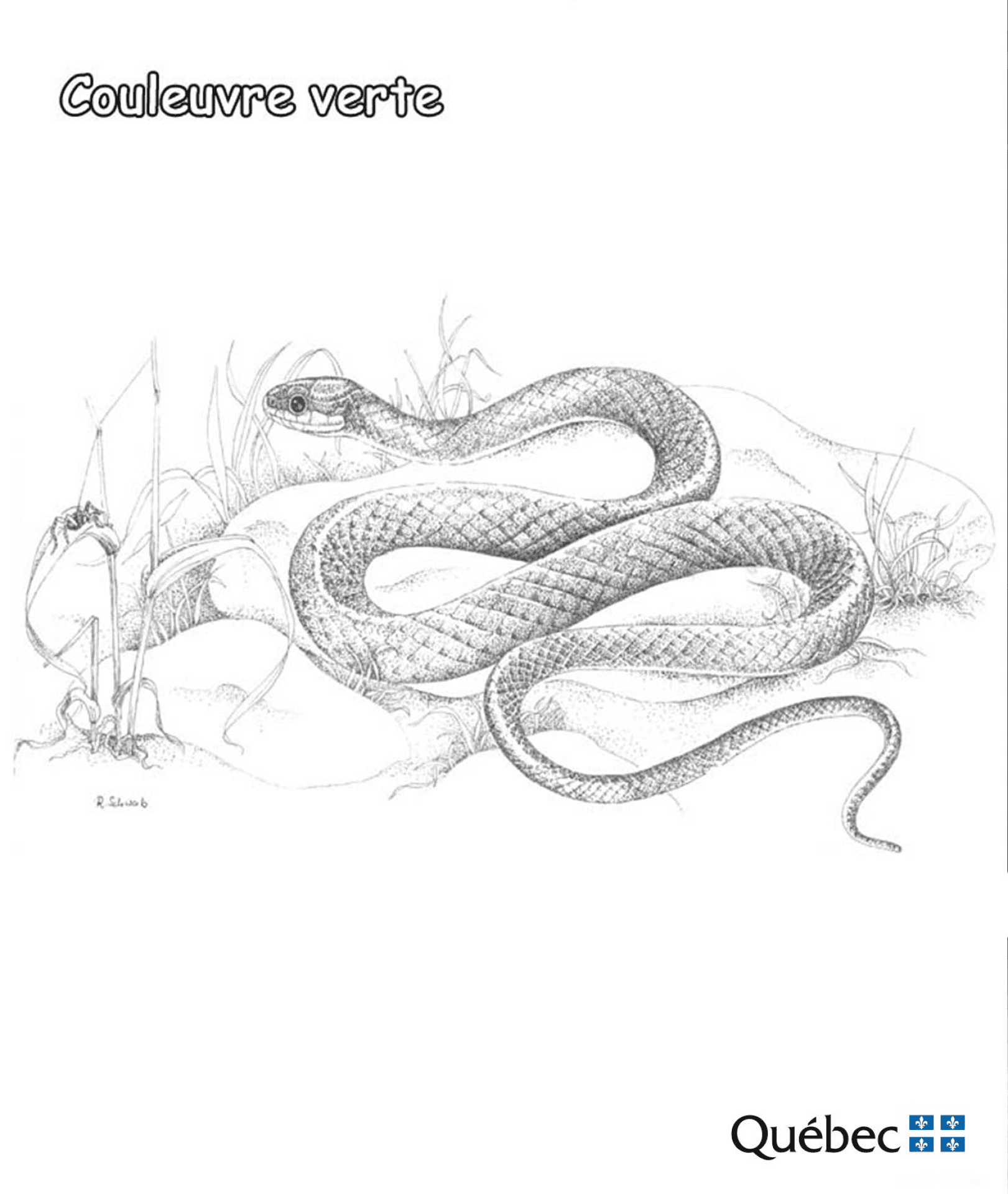 Desenho de Cobras para colorir