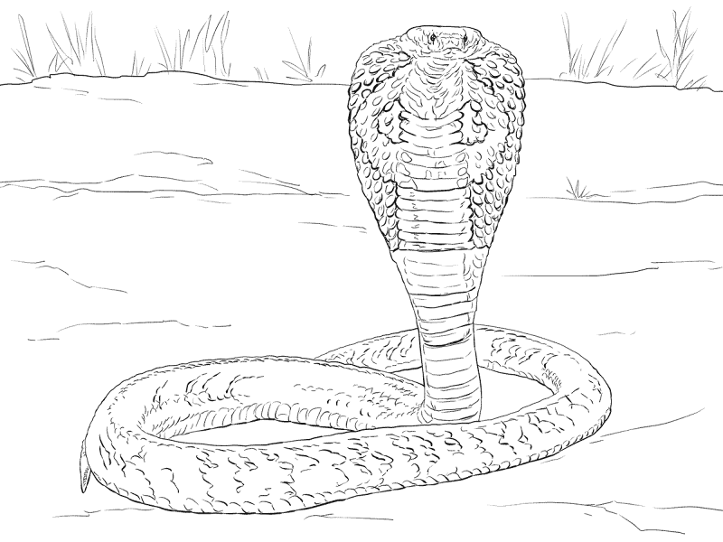 Desenho de Cobras para colorir