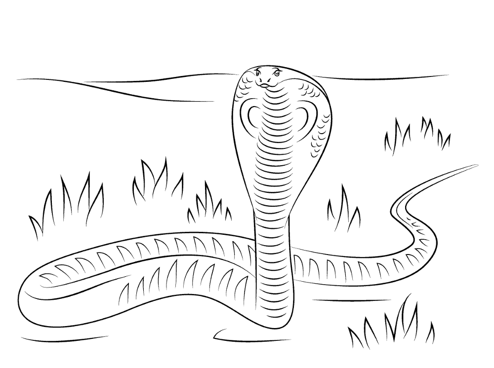 Desenho de Cobras para colorir