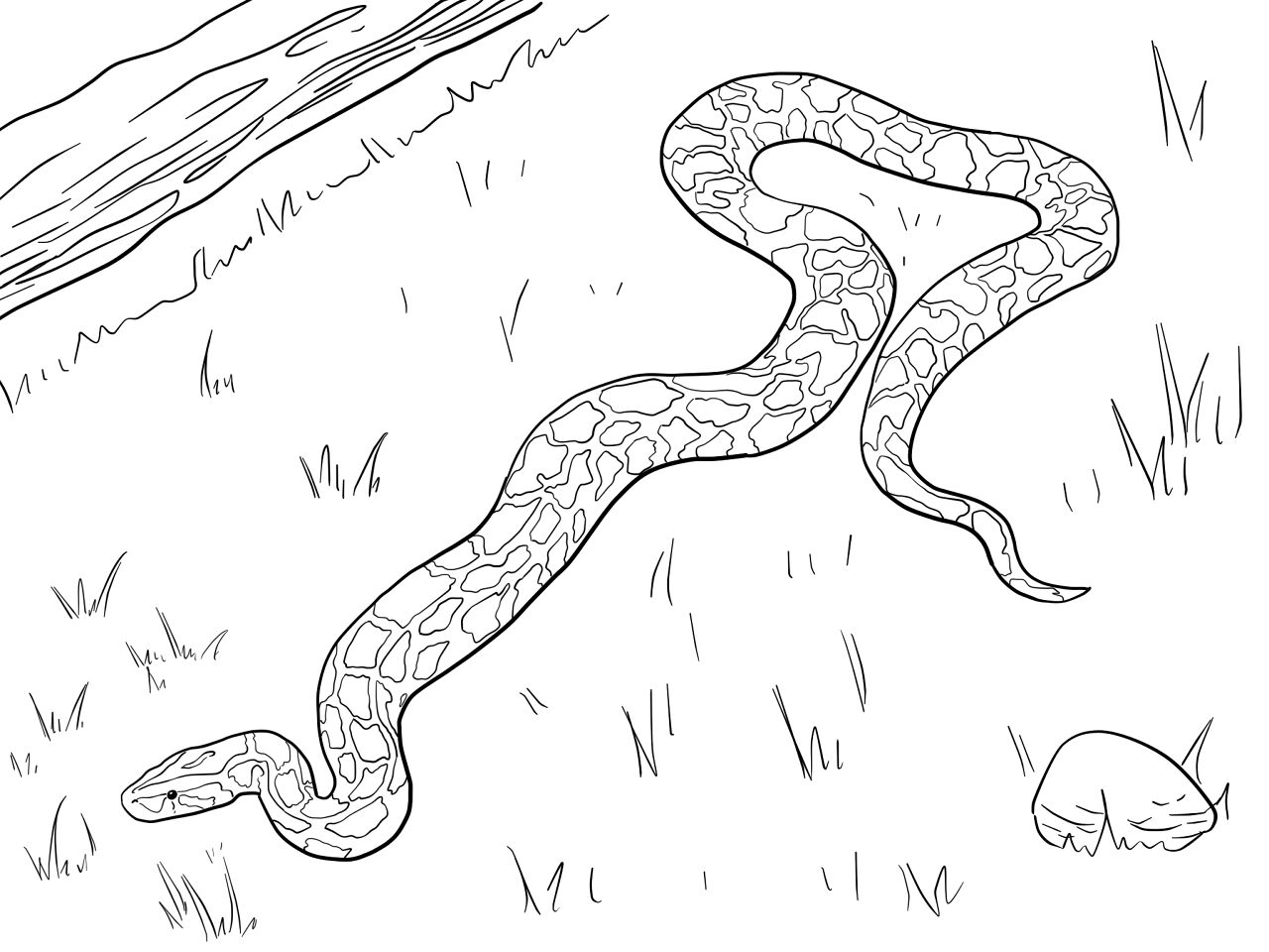 Desenho de Cobras para colorir
