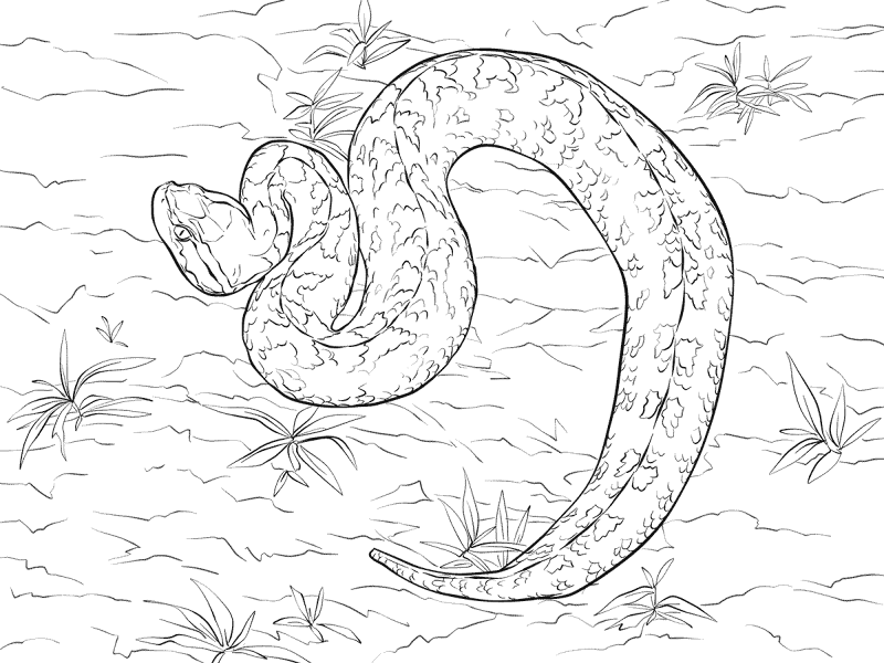 Desenho de Cobras para colorir