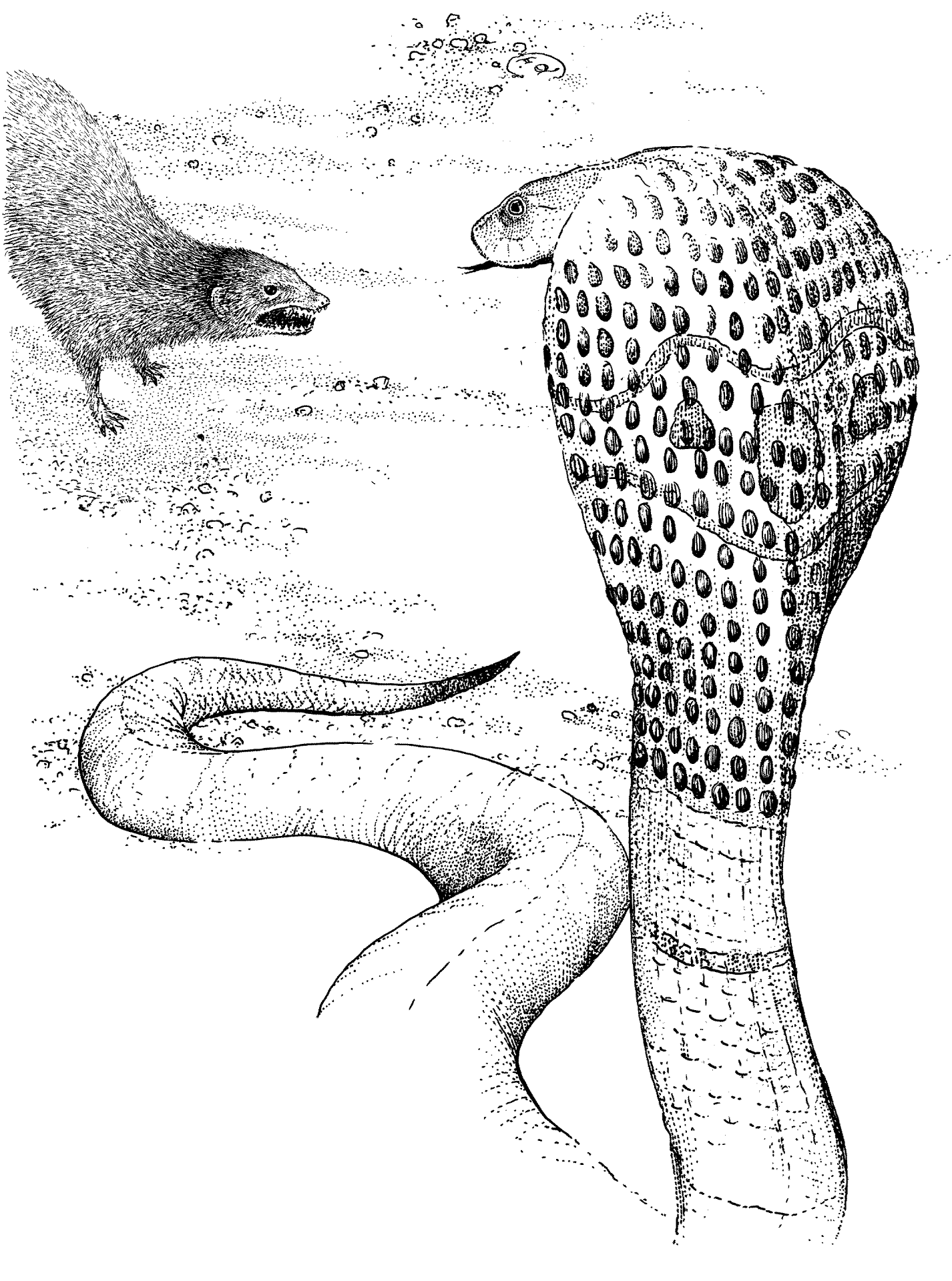 Desenho de Cobras para colorir