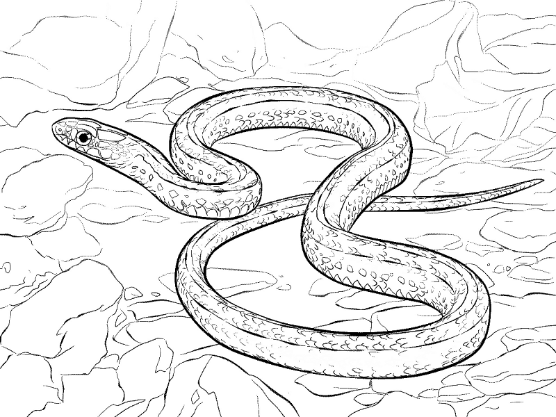 Desenho de Cobras para colorir