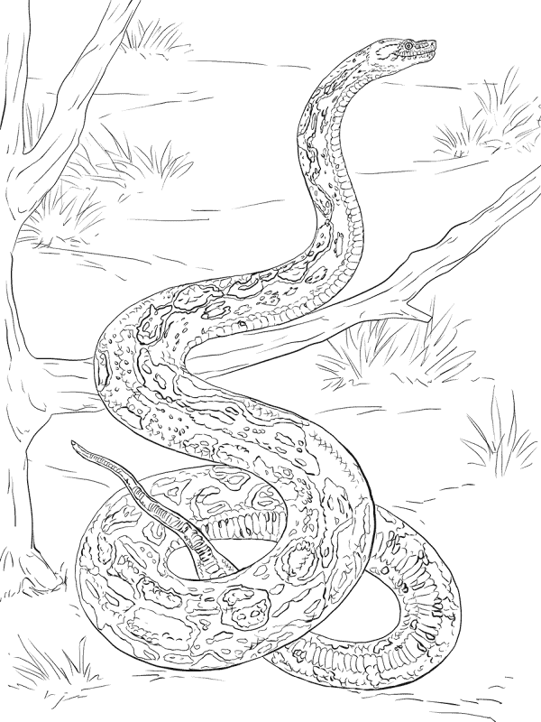 Desenho de Cobras para colorir