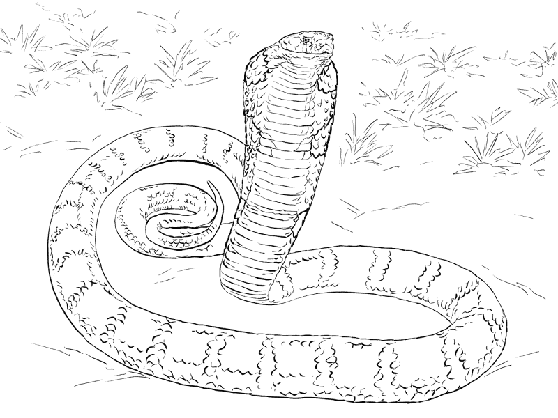 Desenho de Cobras para colorir
