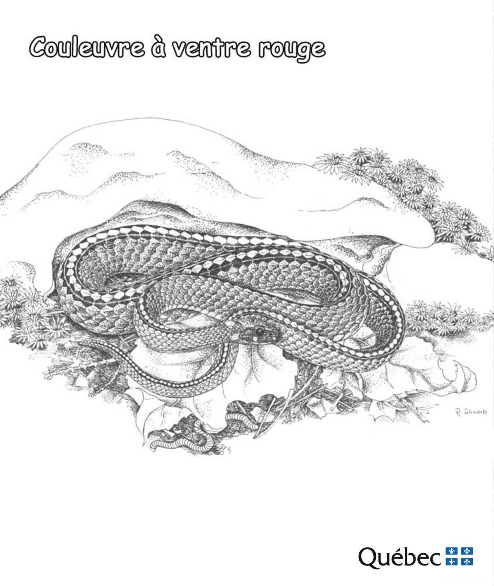 Desenho de Cobras para colorir