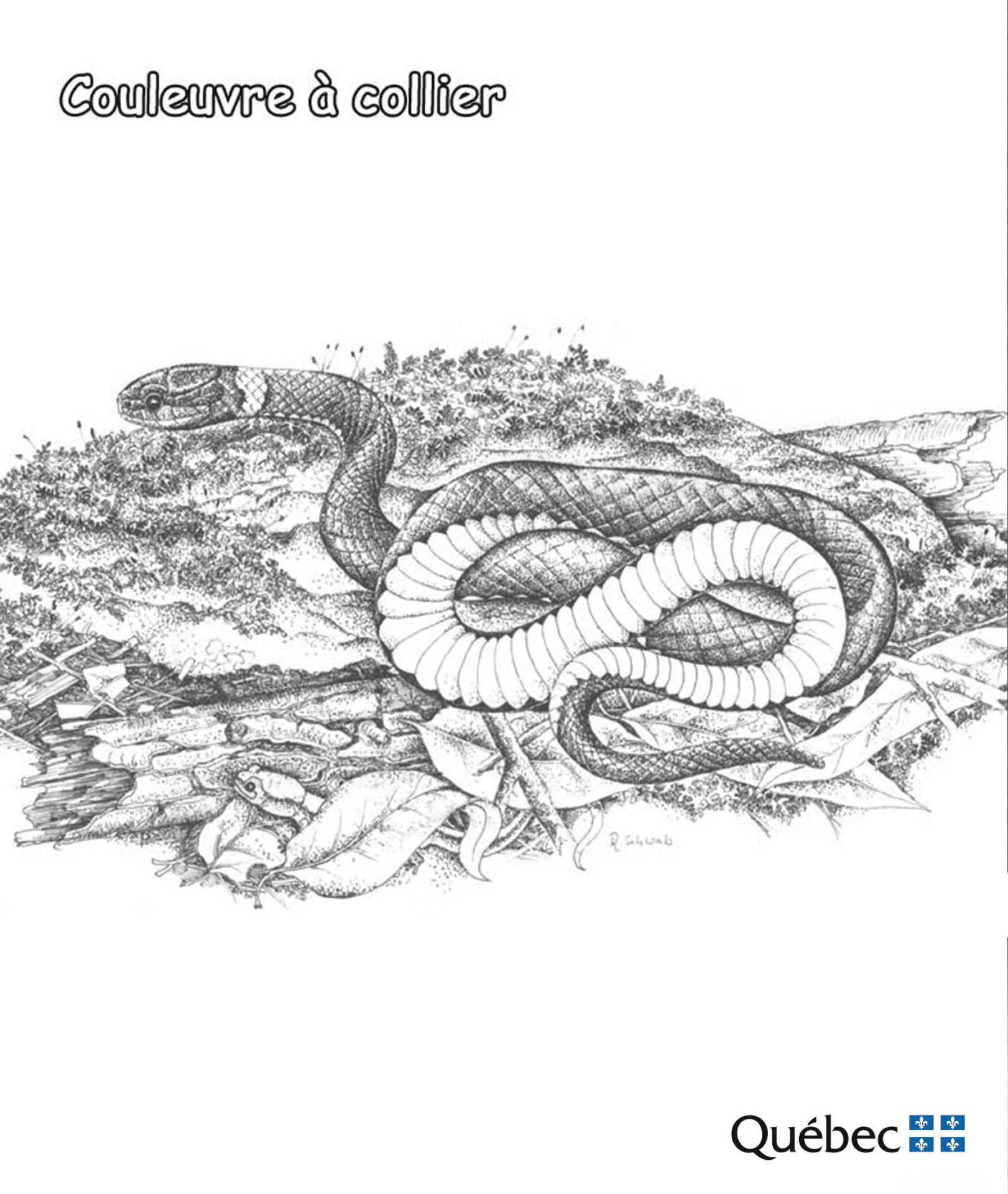 Desenho de Cobras para colorir