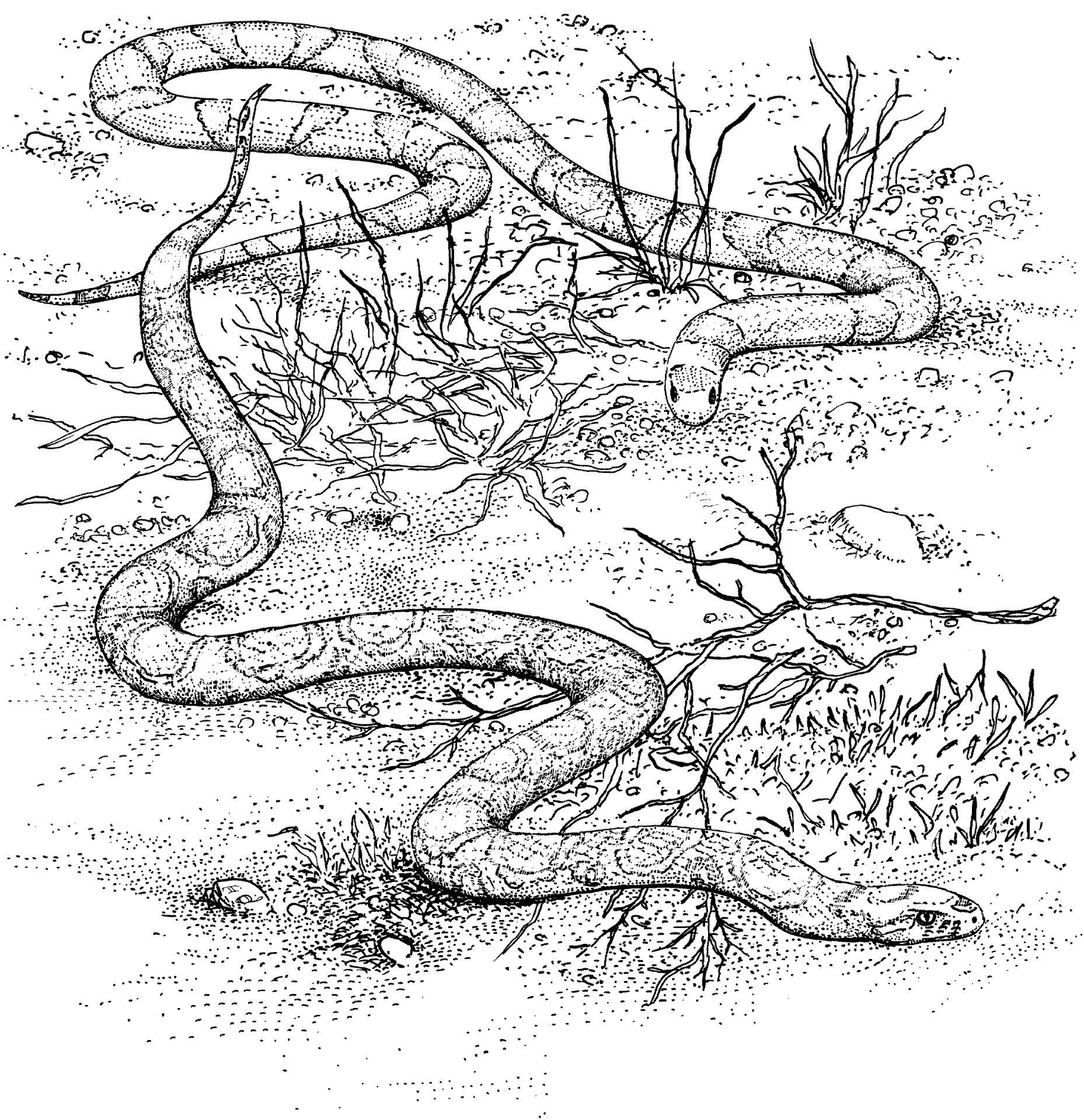 Desenho de Cobras para colorir