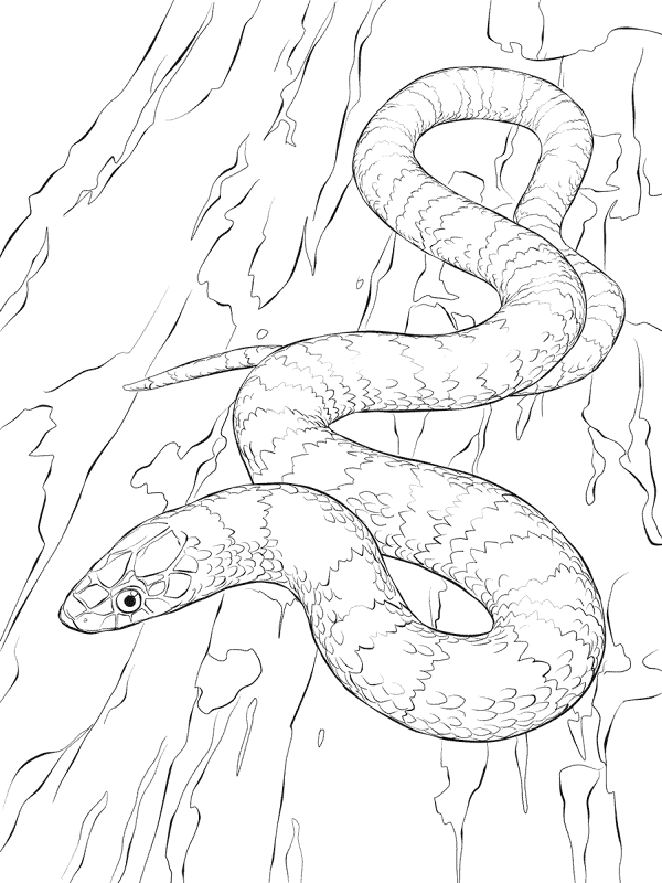 Desenho de Cobras para colorir