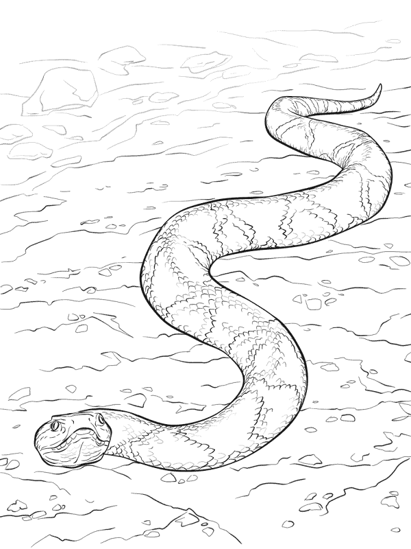 Desenho de Cobras para colorir