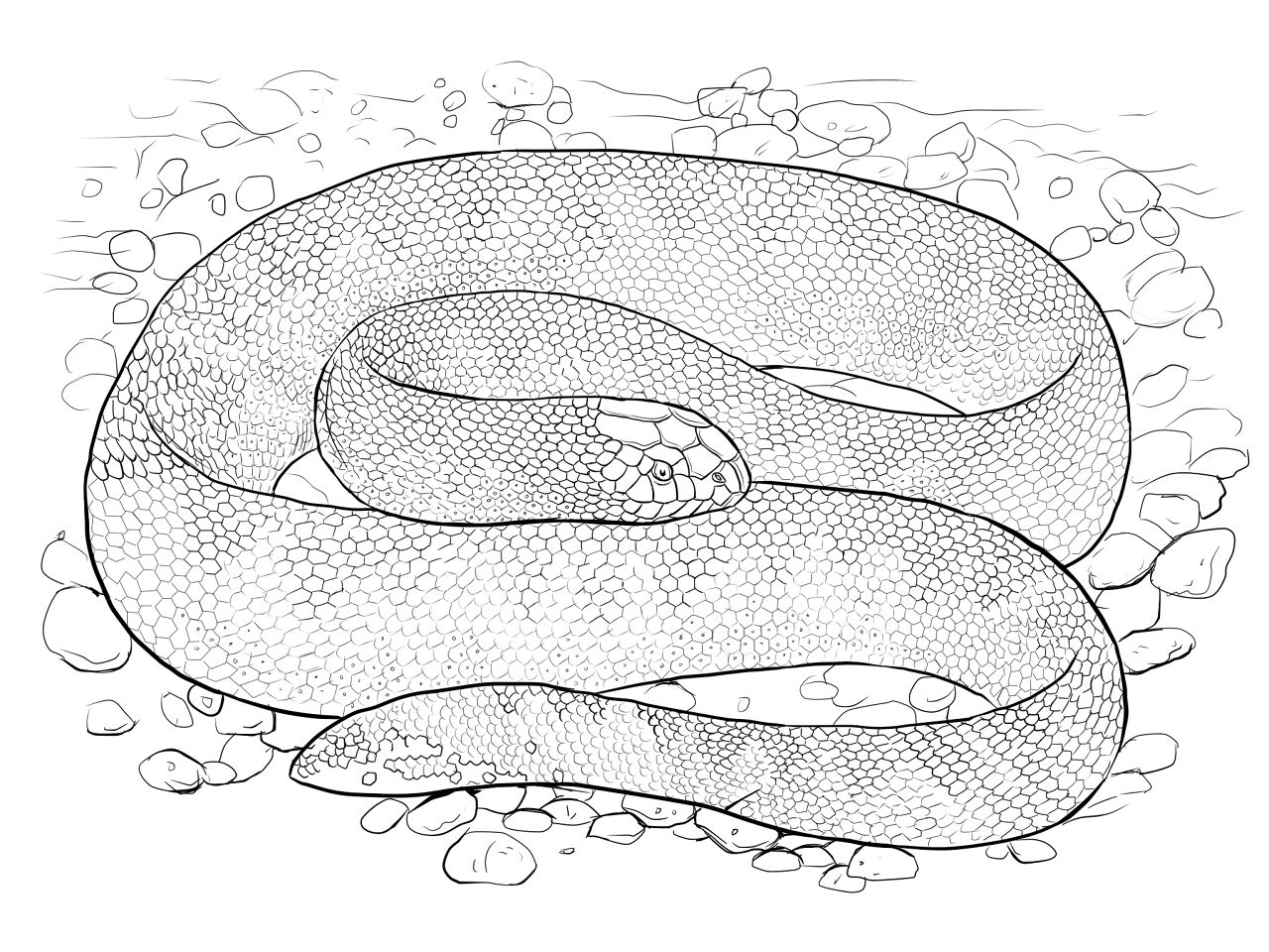 Desenho de Cobras para colorir