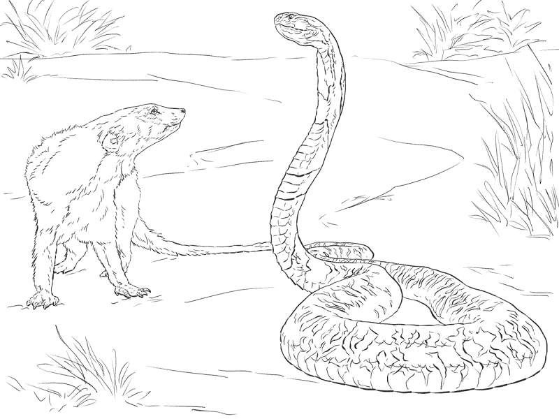 Desenho de Cobras para colorir