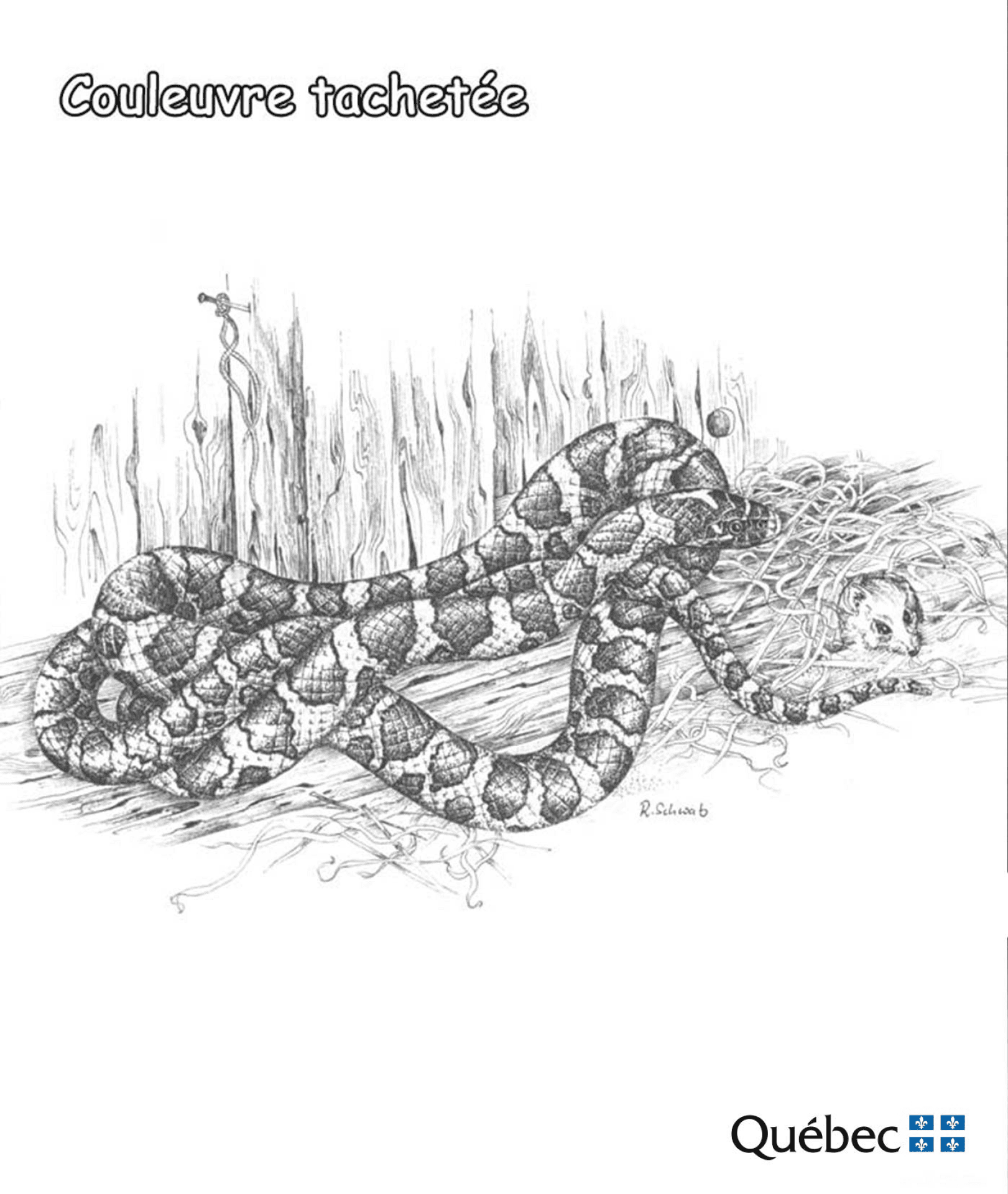 Desenho de Cobras para colorir