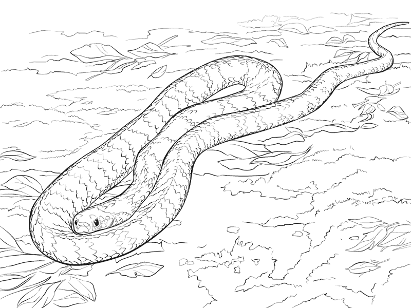 Desenho de Cobras para colorir