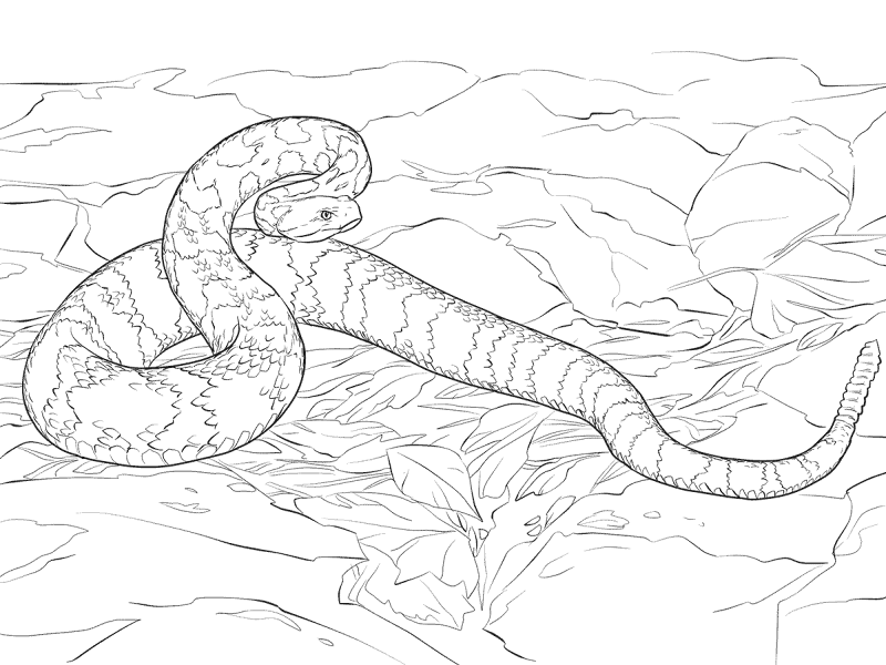 Desenho de Cobras para colorir