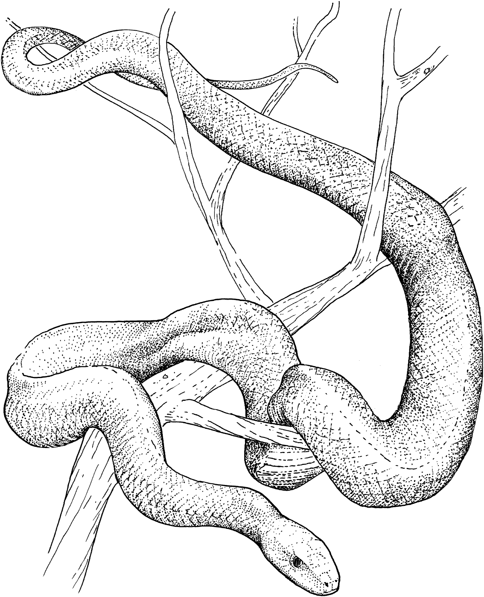 Desenho de Cobras para colorir