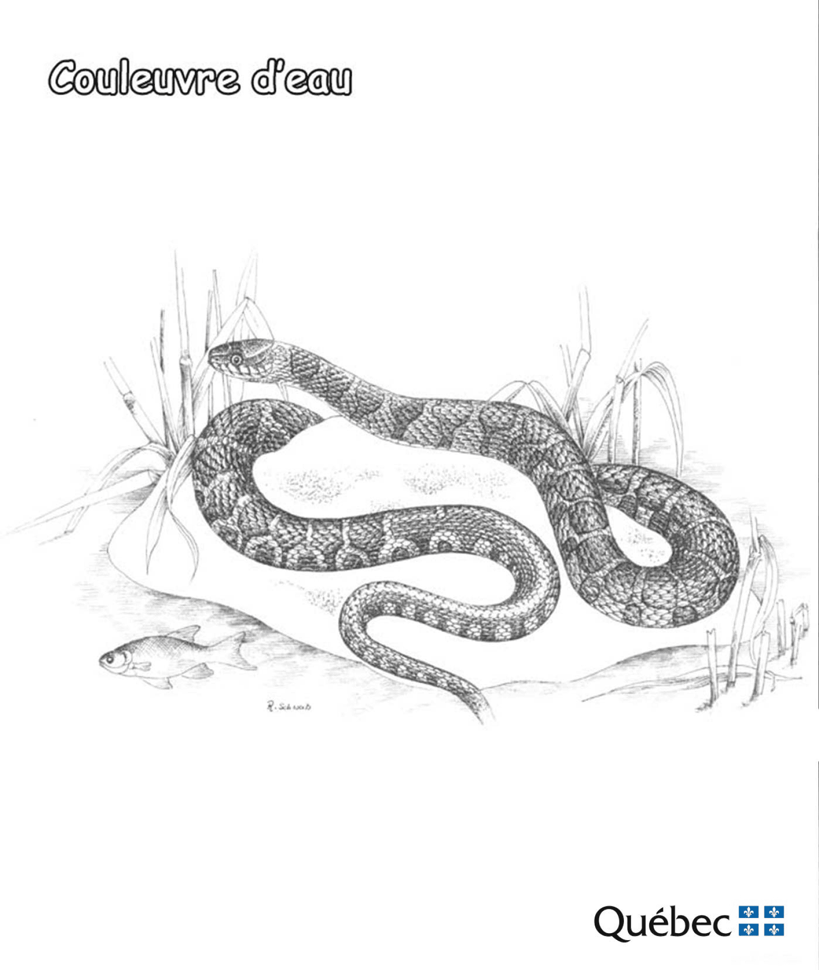 Desenho de Cobras para colorir