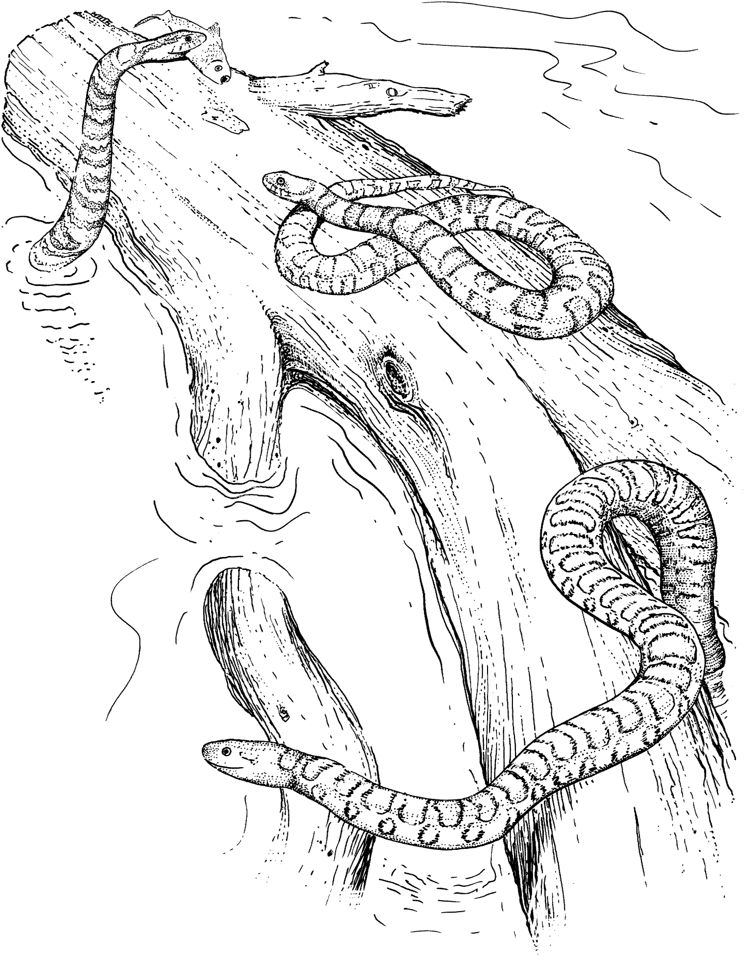 Desenho de Cobras para colorir