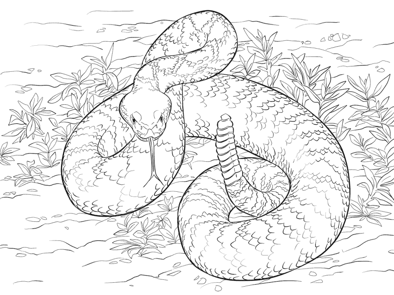 Desenho de Cobras para colorir