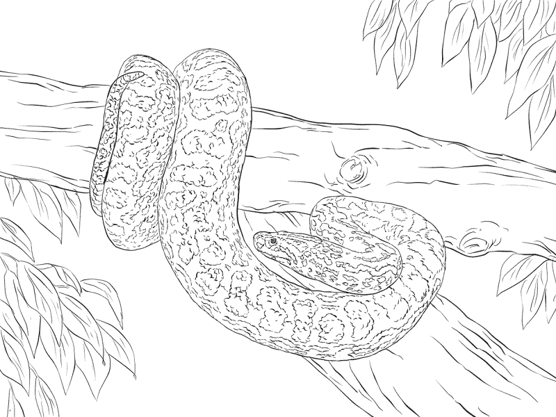 Desenho de Cobras para colorir