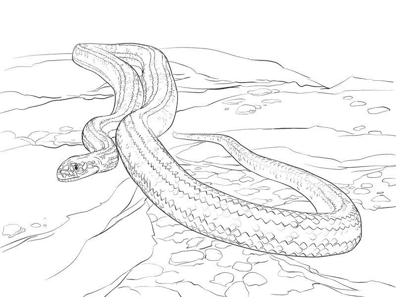Desenho de Cobras para colorir