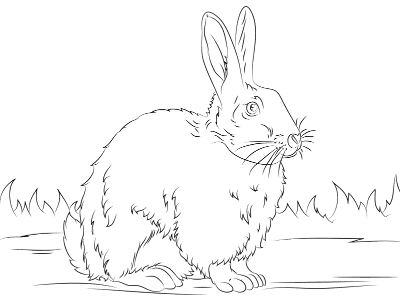 Desenho de Coelhos para colorir