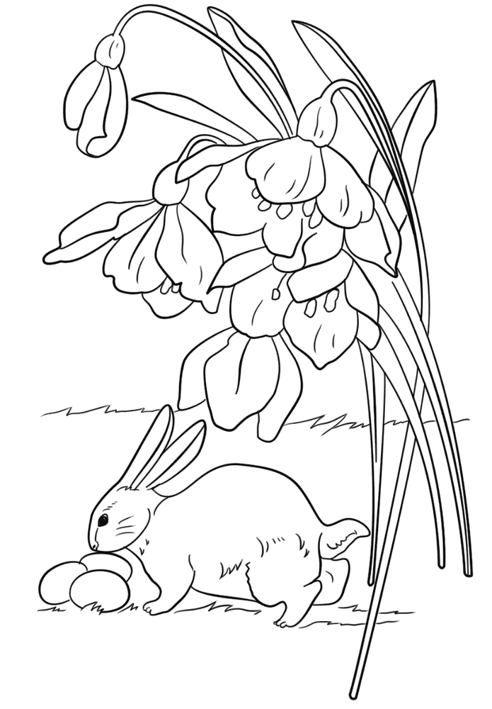 Desenho de Coelhos para colorir