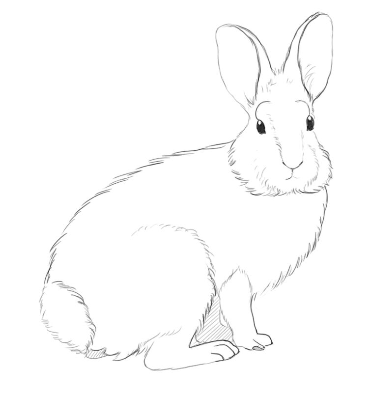 Desenho de Coelhos para colorir