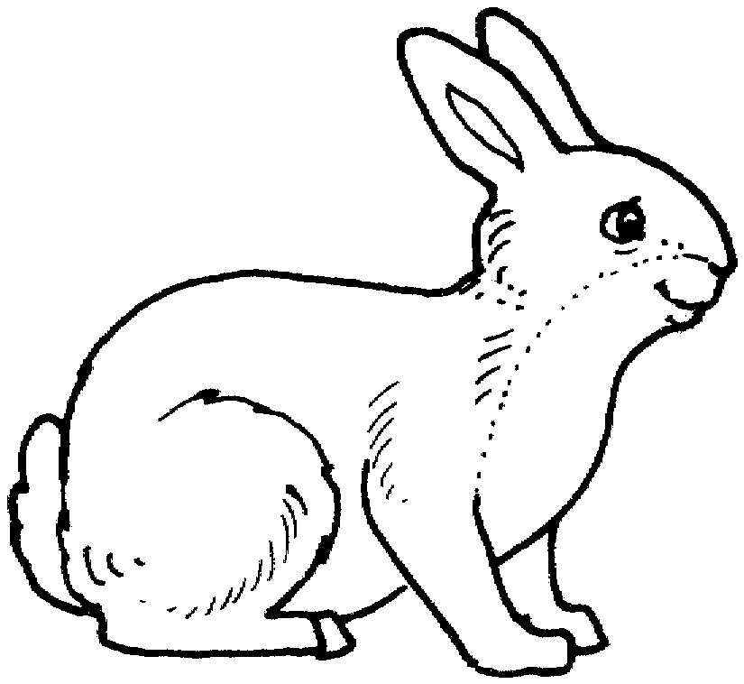 Desenho de Coelhos para colorir