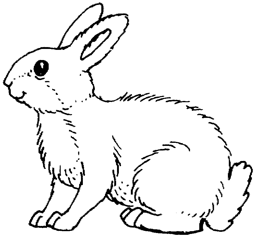 Desenho de Coelhos para colorir