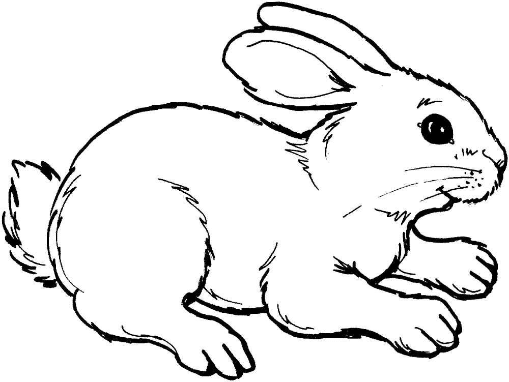 Desenho de Coelhos para colorir