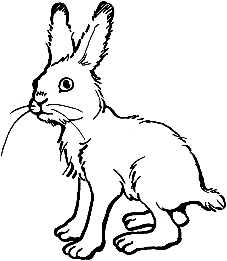 Desenho de Coelhos para colorir