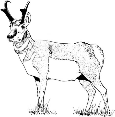 Desenho de Corneta para colorir e imprimir: número 5