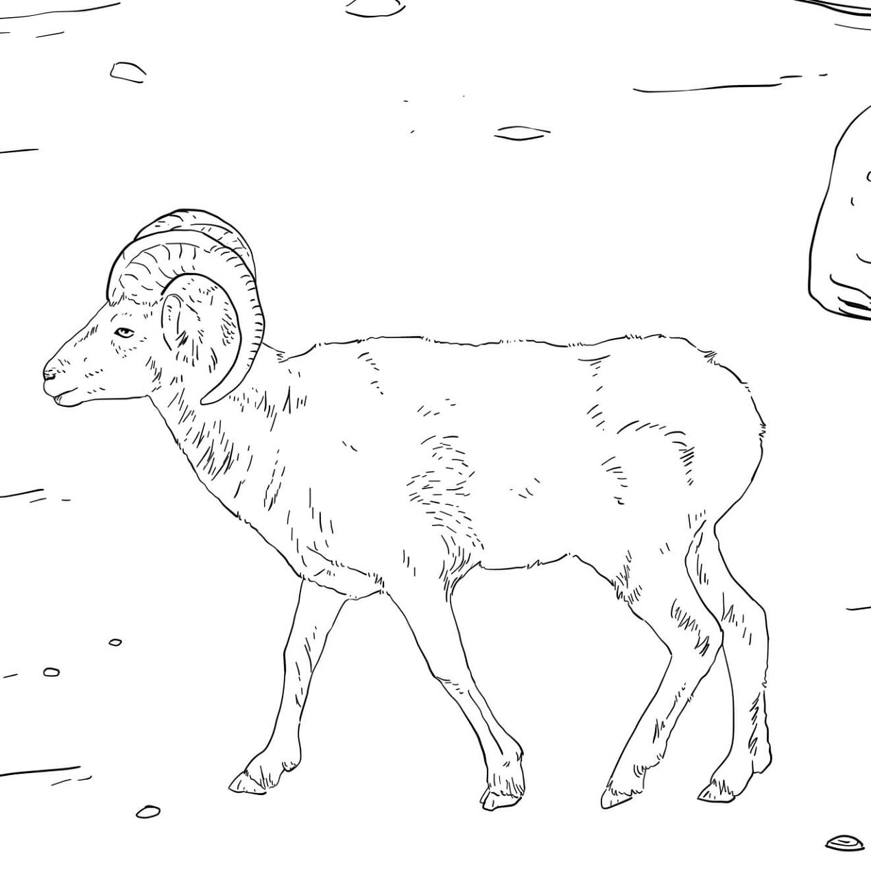 Desenho de Corneta para colorir e imprimir: número 13
