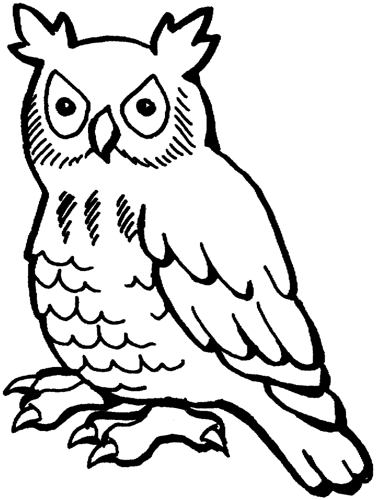 Desenho de Corujas para colorir e imprimir: número 6