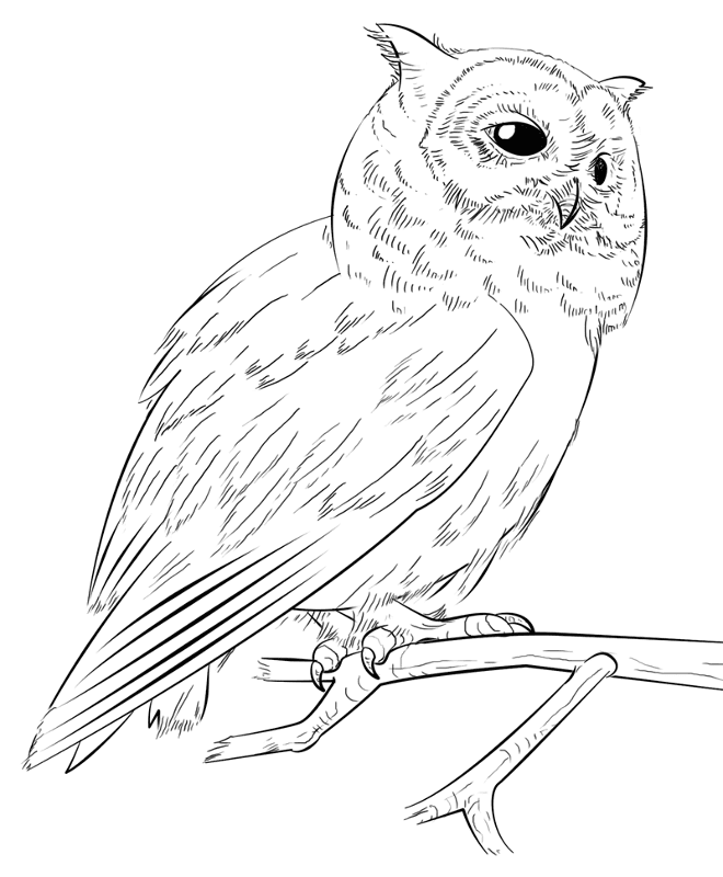 Desenho de Corujas para colorir e imprimir: número 8