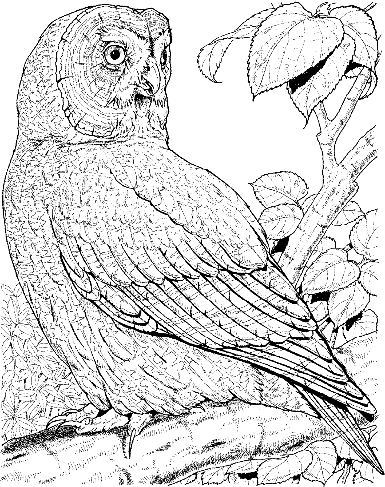Desenho de Corujas para colorir e imprimir: número 13