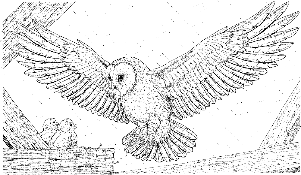 Desenho de Corujas para colorir e imprimir: número 19
