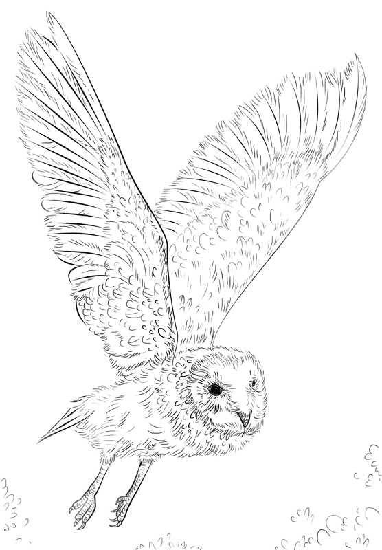 Desenho de Corujas para colorir e imprimir: número 20